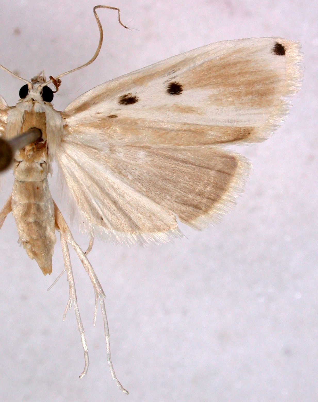 Niphostola punctata Swinhoe